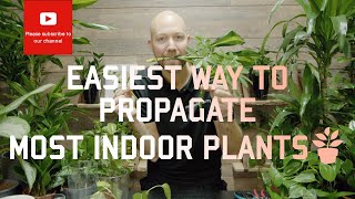 Easiest way to propagate most indoor plants🪴 [upl. by Selij]