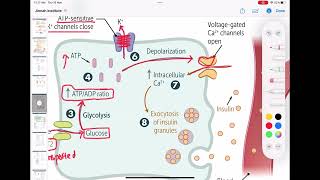 Insulin synthesis Regulation and function of insulin endocrinology [upl. by Siednarb]