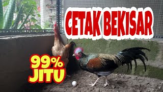 CARA JITU TERNAK BEKISAR [upl. by Crow]