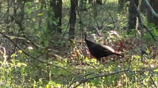 Calling In A Wild Hen Turkey  Yelping and Excited Cutting  TURKEY CALLING TIPS turkeyhunting [upl. by Aisila859]