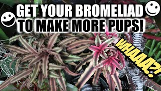 PROPAGATE DYING BROMELIAD  DONT THROW IT AWAY PROPAGATE IT Bromeliad Care Tips amp Tricks [upl. by Ashford]