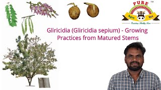 Gliricidia Gliricidia sepium  Growing practices from Matured Stems described by Agri Muthamizhan [upl. by Liv]