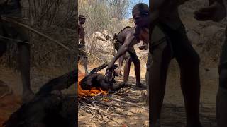 Cooking a giant baboonfoodbaboonAfricahadzabetribe [upl. by Loresz]