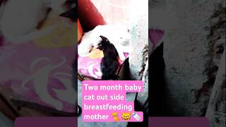 Two month baby cat out side breastfeeding mother cat baby cat exploding kittens feeding short [upl. by Yecram997]