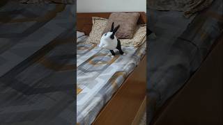 trending funnybunny viralshort funny bunnydance [upl. by Immanuel556]