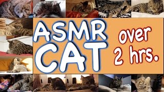 ASMR Cat  Super Compilation  150 min [upl. by Nollie]