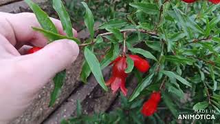 Fruiting Cold Hardy Afganski Pomegranate in Zone 7a NJ [upl. by Green153]