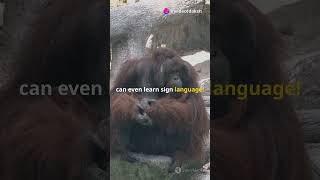 Orangutan vs Chimpanzee Ultimate Showdownshortvideo facts trendingtrendingshorts youtubeshorts [upl. by Haimaj432]