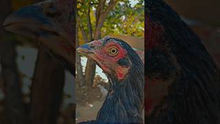 black aseel hen for sale viral 😱😱viral viralshort aoneaseel [upl. by Den]