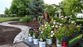 Planting PinkBlooming Full Sun Loving Plants 🥰🌸💗  Garden Answer [upl. by Rheba]