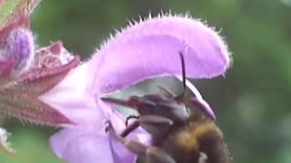 Staminal Lever Mechanism in Salvia L Lamiaceae [upl. by Necyrb]