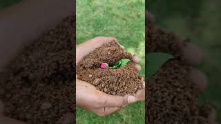 Van Mahotsav planting shorts [upl. by Lunneta]