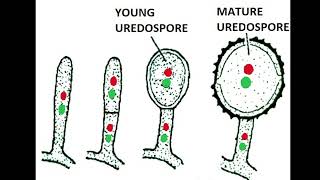 Uredospores of Puccinia graminis tritici 1 [upl. by Edaj689]