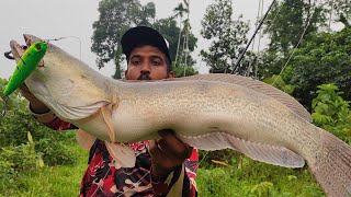 കോട്ടയത്തെ പുഴയിൽ നിന്ന് കിട്ടിയ മീനിനെ കണ്ടോ 😱😱  Snakehead fishing Videos  Fishing Videos [upl. by Tremml]