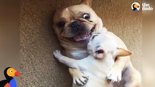 Hilarious French Bulldog Gets New Baby Brother  The Dodo [upl. by Svirad]