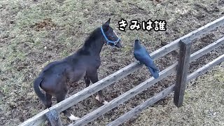 カラスを追いかけるコルシゴールドシップ産駒 [upl. by Ahseken]