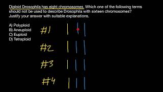 Aneuploid Euploid Polyploid Tetraploid [upl. by Nodal503]