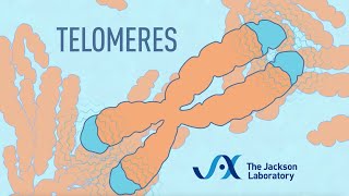 What are telomeres  Telomere animation [upl. by Piscatelli]