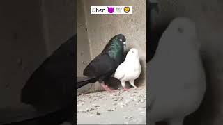 Lo G shok kro joda ka panjabi kabootar 💯🕊️ pigeon shorts shortsviral [upl. by Adnale]