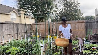 Learn How To Grow Njama Njama Garden Huckleberry the RIGHT WAY with these Simple Tips [upl. by Iznekcam]