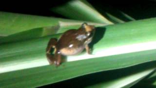 Grenouille siffleuse Guadeloupe [upl. by Doreg]