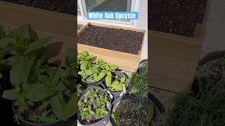 White Oak Raised Bed Upcycle 🔄 gardening upcycle woodworking scrap raisedbed garden project [upl. by Shep]