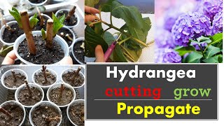 How to propagate hydrangeas from cuttings Grow [upl. by Eusebio]