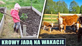 Krowy jadą na wakacje [upl. by Edals941]