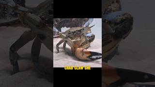 feeding my grocery store bought crab pets aquarium crab [upl. by Rema]