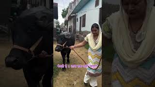 बताओ बताओ dairyfarming buffalo bull cow dairyfarm Pashupalan vibhag [upl. by Nnylkcaj]