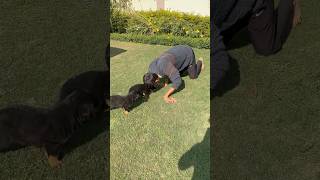 Rottweiler Puppies first walk on green grass ✅🐾short puppies rottweiler baby [upl. by Fife]