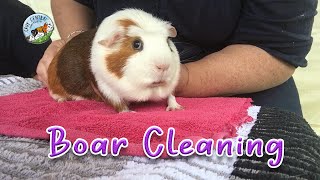 Really big guinea pig called Felix and boar cleaning at Cavy Central [upl. by Nojed687]