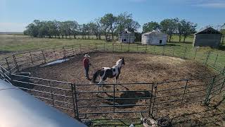 Training yearling pinto Arabian gelding to pick up his feet in prep for being trimmed [upl. by Weiman]