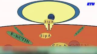 Traducción de Salmonella Typhomurium sistema de secreción tipo 3 [upl. by Foote]