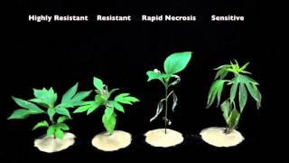 Glyphosate SOA 9 Sensitive vs Resistant Giant Ragweed 1 [upl. by Liponis]