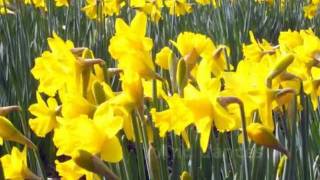 The Daffodils  Poem illustrated  by William Wordsworth [upl. by Lola]