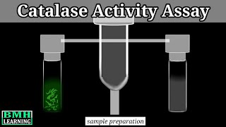 Catalase Activity Assay  How To Assay Peroxidase Activity  Catalase Experiment [upl. by Stella]