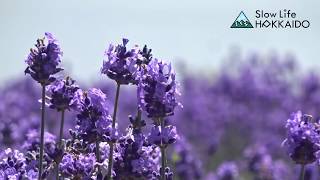 Slow Life Hokkaido  Lake Kanayama Lavender Garden [upl. by Priscilla]