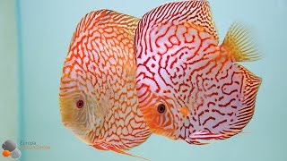 Checkerboard Discus Breeding Pairs [upl. by Annig]