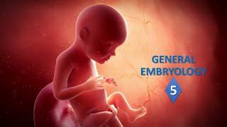 General embryology Part05 Prof Ashfaqur Rahman [upl. by Anitsyrhk]