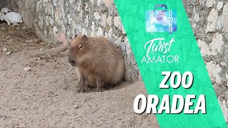 Gradina zoologică Oradea  una dintre cele mai ingrijite din România [upl. by Arriaes]