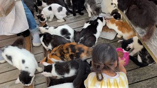 4K Cats island in Japan Tashirojima Feed place Japans Cat Island Tashirojima Miyagi [upl. by Davidoff]