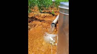 Fertilizer application with Irrigationसिंचाई के साथ उर्वरक का प्रयोगkisanfarmingicariari [upl. by Anyal]