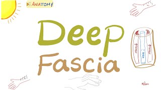 The Deep Fascia Fasciitis Carpal Tunnel Syndrome Limb Compartment Fasciotomy  Anatomy [upl. by Rimaa]