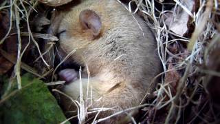 Sleeping Dormouse [upl. by Josi]