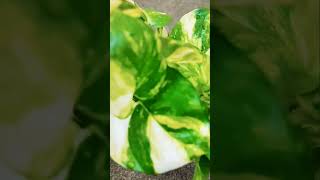 Pothos propagation [upl. by Hazen]