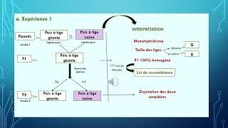 La génétique pas à pas  La génétique Mendélienne [upl. by Lletniuq754]