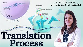 Translation Process  Molecular Biology  12th Biology NEET  Dr Deepa Dahar [upl. by Murielle]