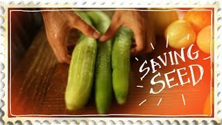 How to Save Cucumber Seed the Correct Way [upl. by Eldora]