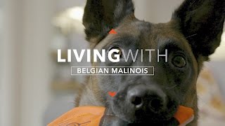 ALL ABOUT LIVING WITH THE BELGIAN MALINOIS [upl. by Natsreik]